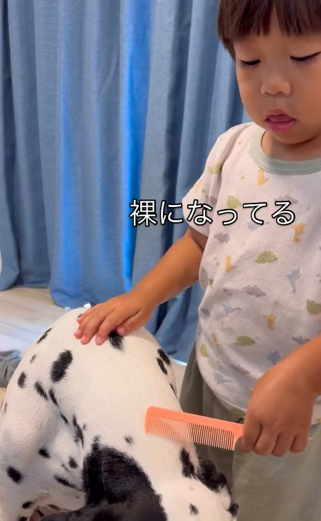 大型犬のブラッシングをする子供