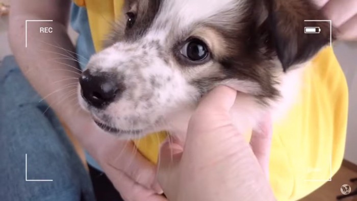 保護犬の良平くん