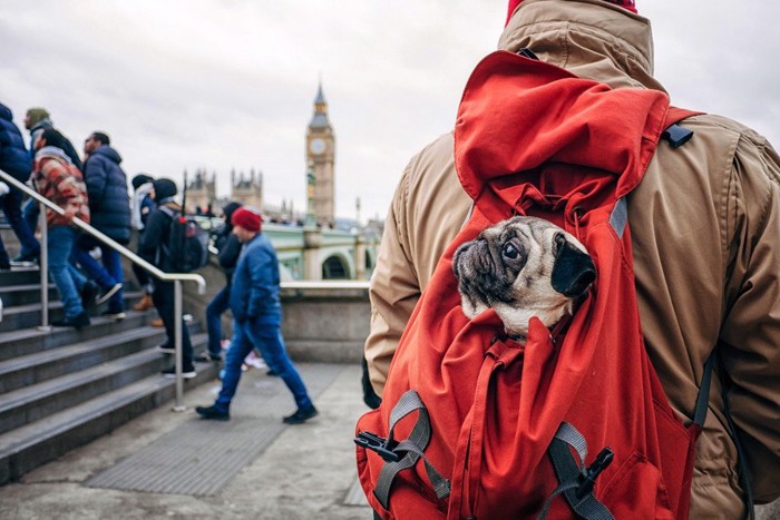 イギリスの犬