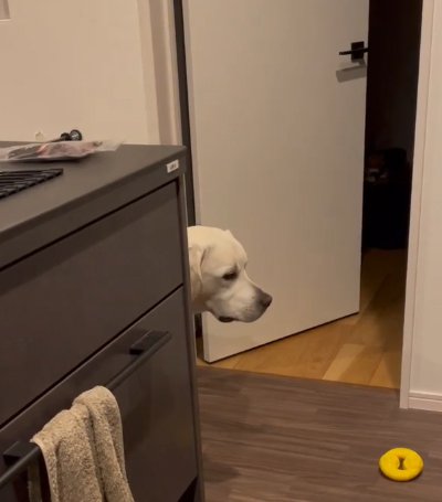 おもちゃを見つめる大型犬