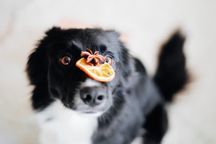 マズルにシトラスを乗せる犬