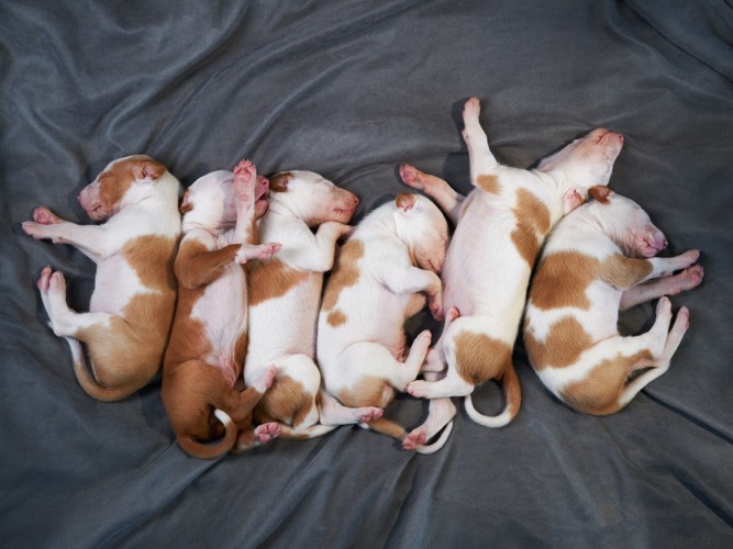 生まれて間もないスパニッシュ・グレーハウンドの子犬たち