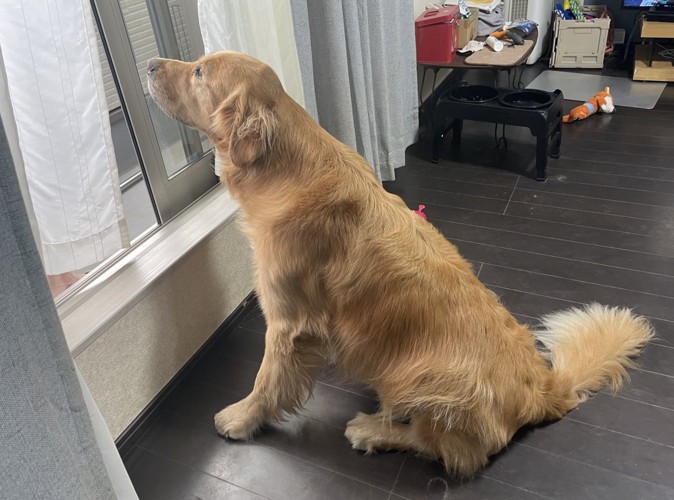 ゴル