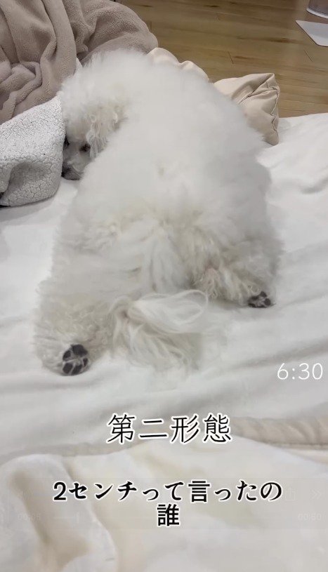 片足を折り曲げてうつぶせになって寝る犬