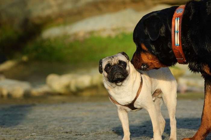 黒い犬に嗅がれているパグ