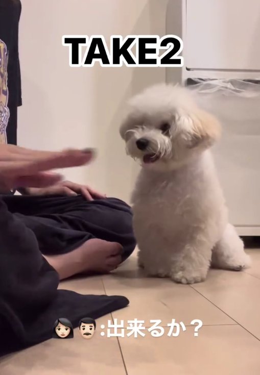 床に座っている白い犬