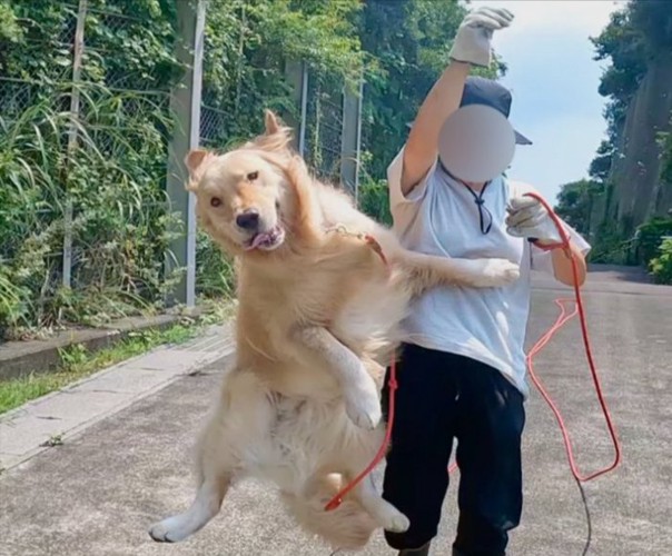 ゴル