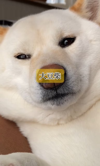 柴犬のアップ