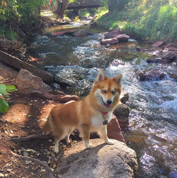 青い目の犬