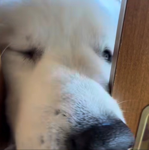 ドアップで迫る犬