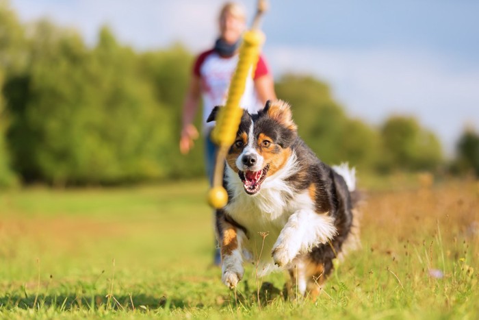 黄色いおもちゃを追いかける犬