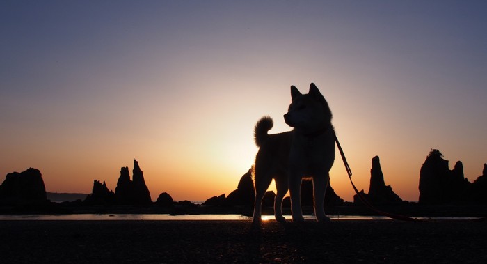 夕日に照らされる岩と日本犬のシルエット