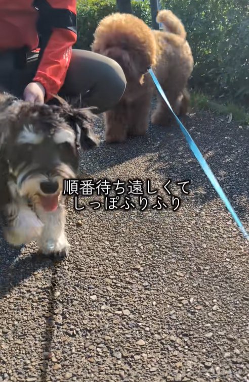 男性の順番待ちをする小型犬