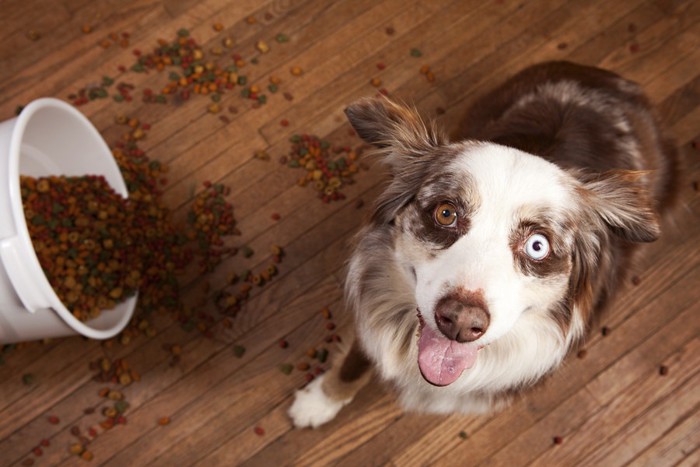 オッドアイの犬