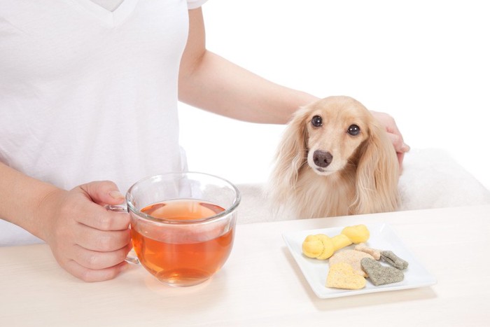 保護犬カフェの犬