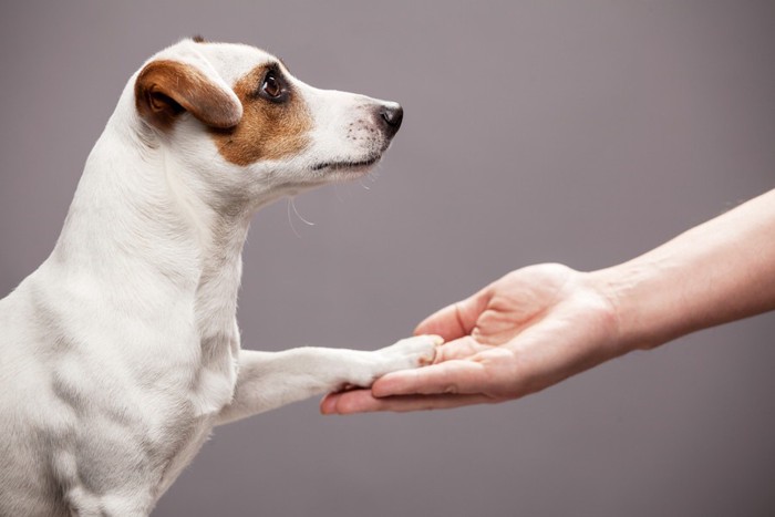 お手をする白い犬