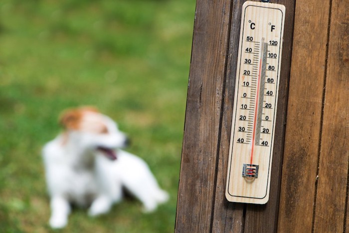 温度計と外で遊ぶ犬