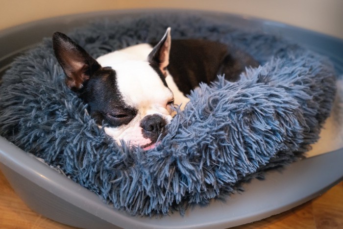 専用の寝床で丸まって眠る犬