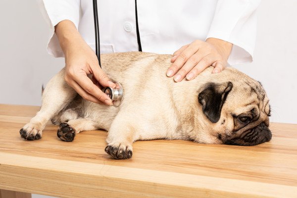 犬がマヨネーズを食べた時の症状