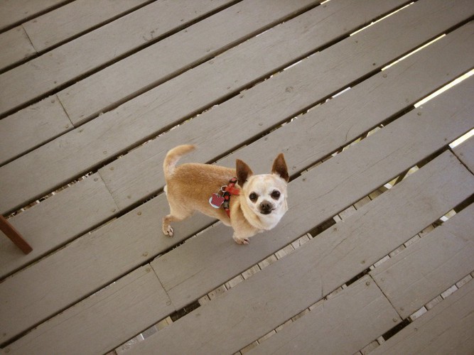 ベランダに立つ犬 237779497