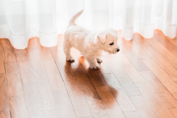 フローリングを歩く子犬