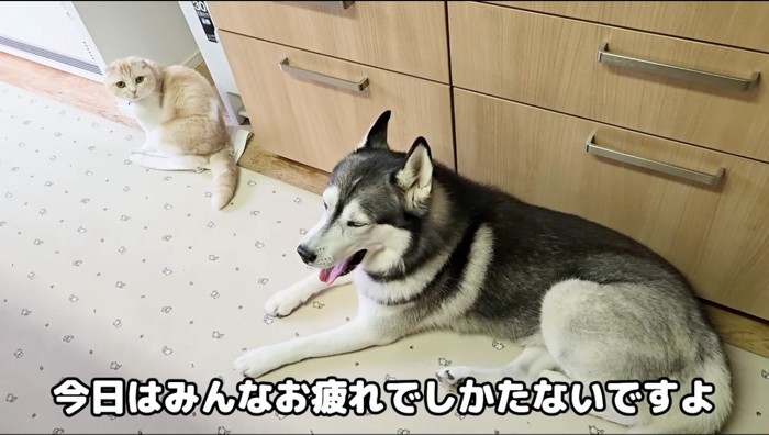 猫の後ろで伏せをする犬