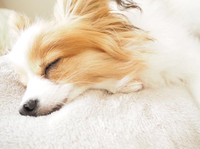 気持ちよく寝ている犬