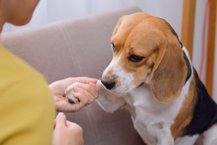 叱られる犬