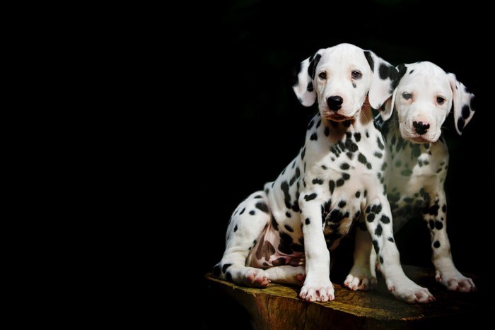 ダルメシアンの子犬