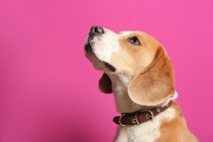 首輪をして何かを見上げている犬の横顔