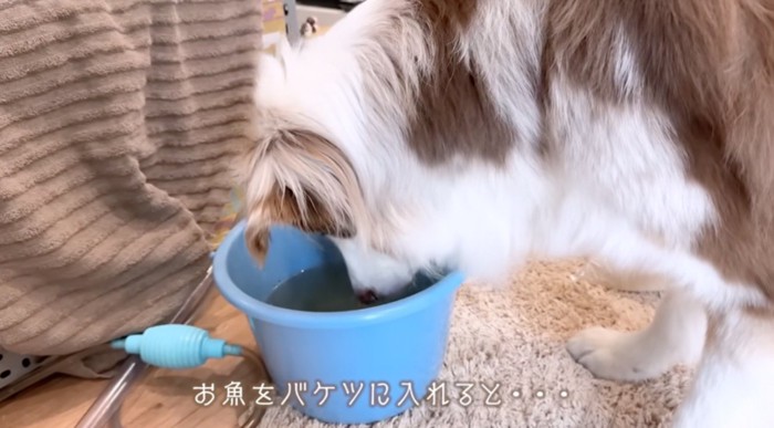 バケツの中に入っている魚を見つめる犬