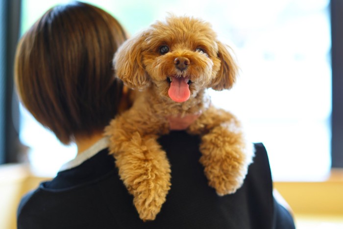 肩に乗る犬