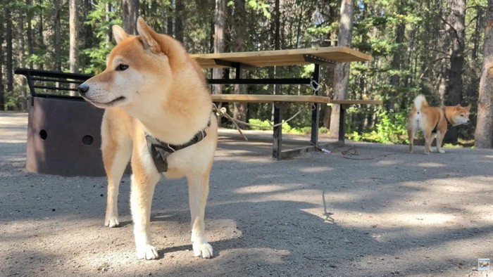 犬とキャンプに出かけたら…