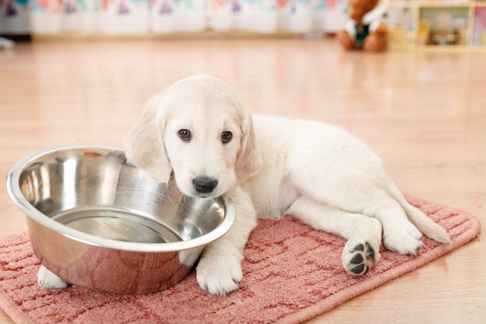 空の食器を抱えた子犬