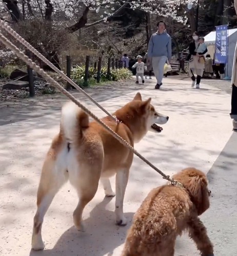 トイプードルと柴犬