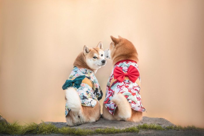 着物を着て振り向く2頭の柴犬