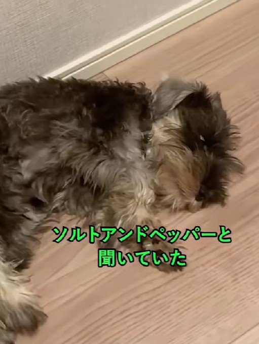 このまま成犬になるのかな？