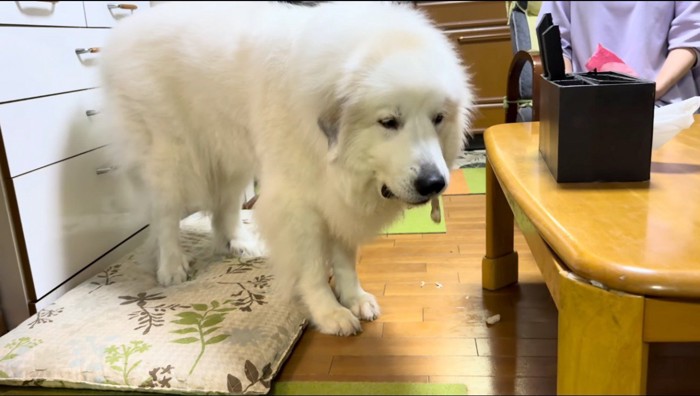 テーブルのそばでおやつを食べる犬