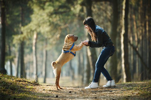 犬とコミュニケーションを取る女性