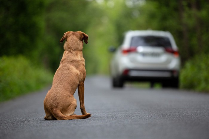 車に置いて行かれている犬