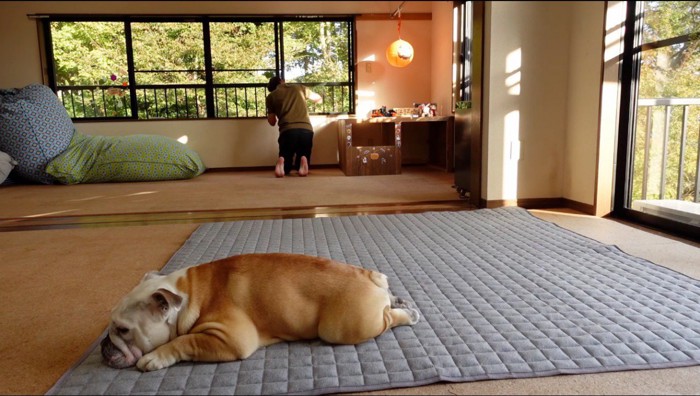 部屋の飾り付けをする飼い主と、地面に寝そべる犬