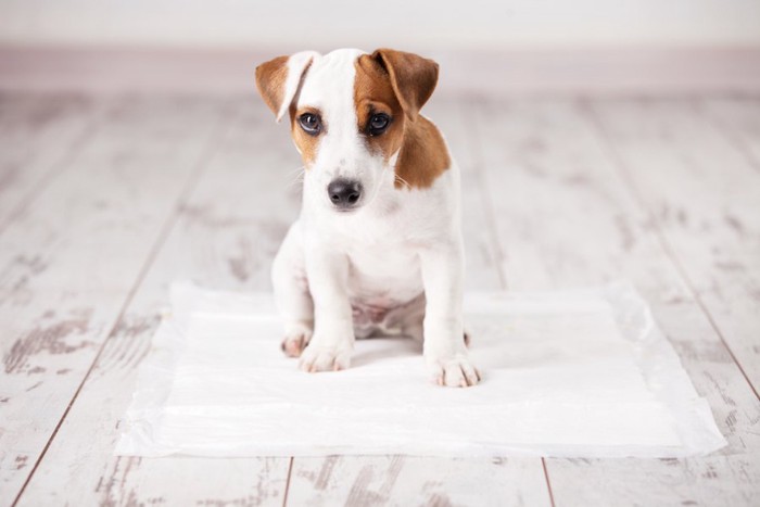 床に置かれたトイレシートの上に座る子犬