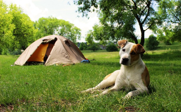 犬 アウトドア