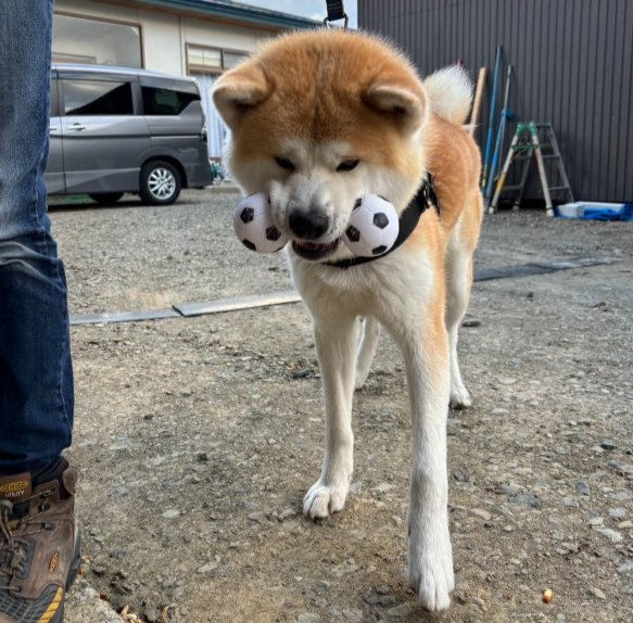 無邪気な姿