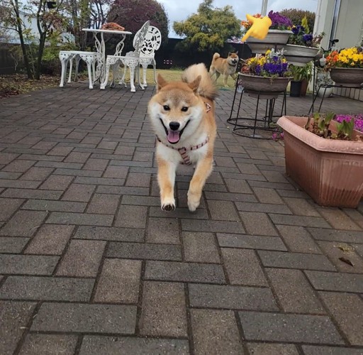 元気