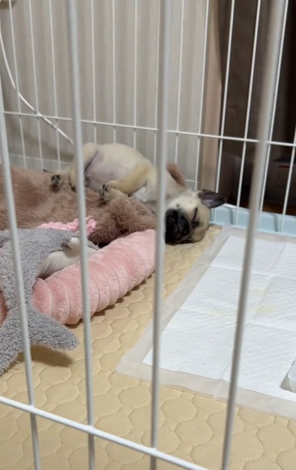 眠るゴンちゃん1