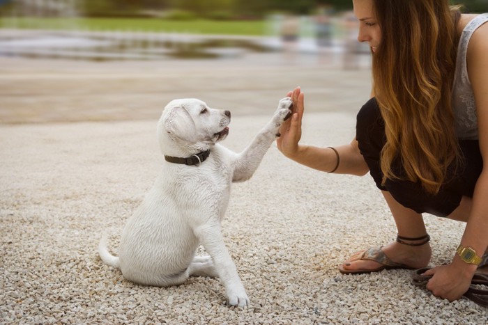 レトリバーの子犬とハイタッチ