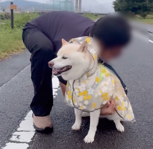 体勢を自分で変える柴犬