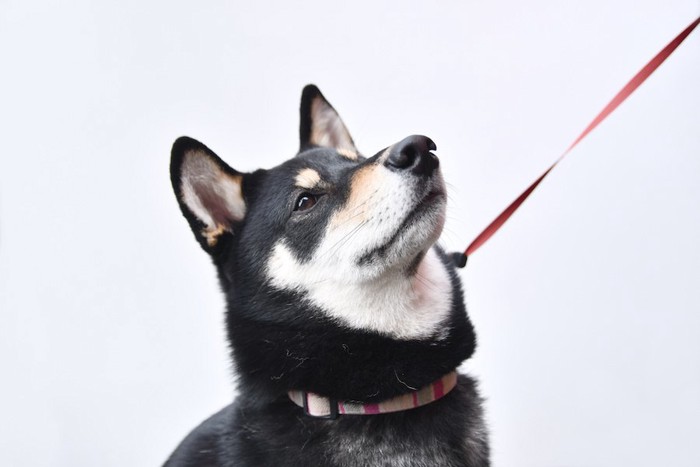 飼い主の指示を待つ犬の顔アップ