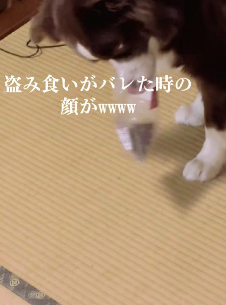 オヤツを放り出して…